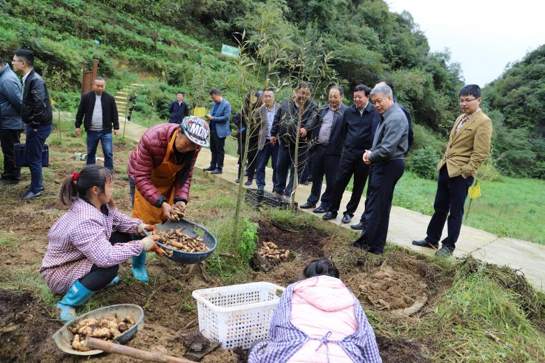 农工党中央、农工党重庆市委会一行正在天麻良种繁育基地考察.jpg